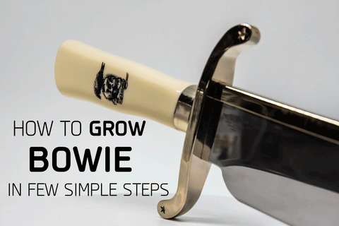 How to grow your bowie 