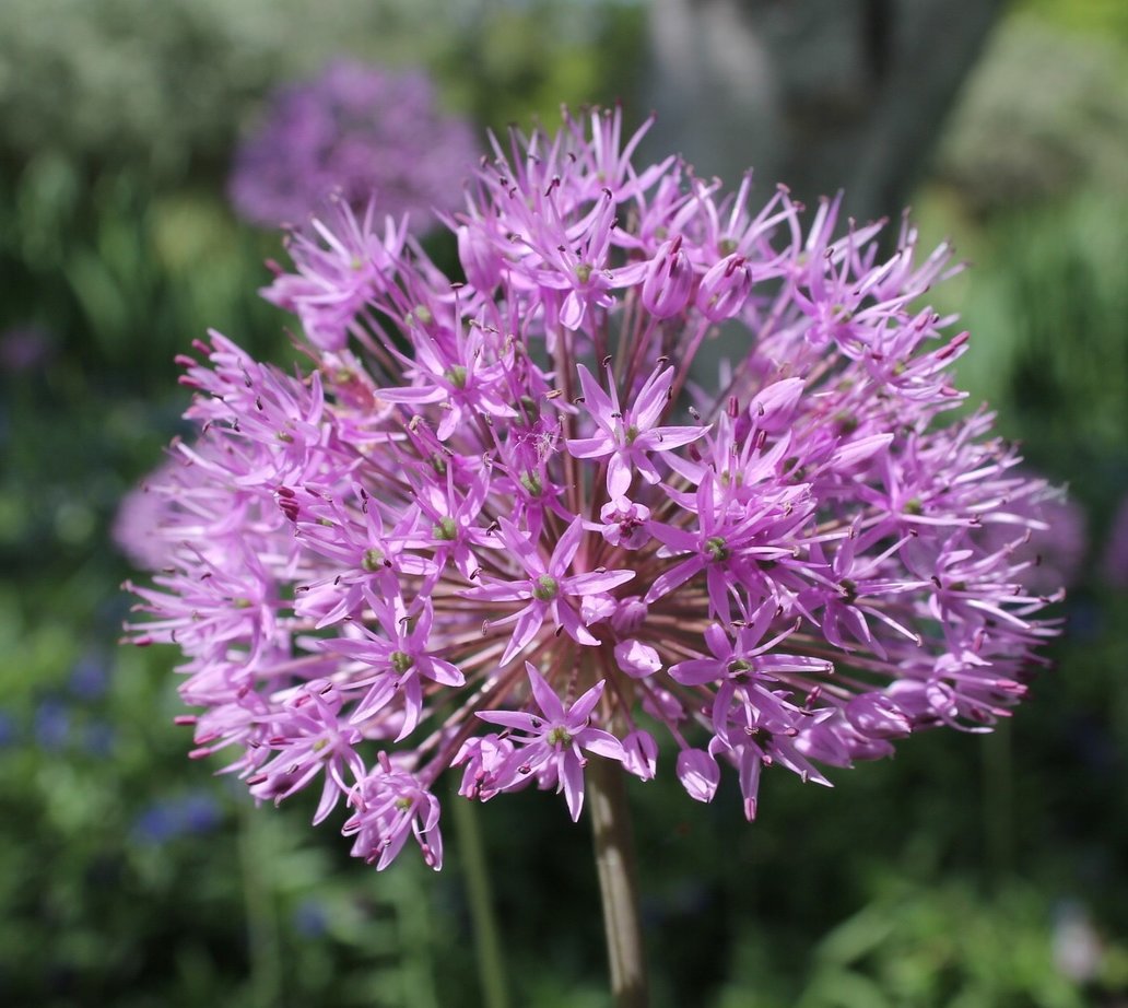 Flower at Danube Park