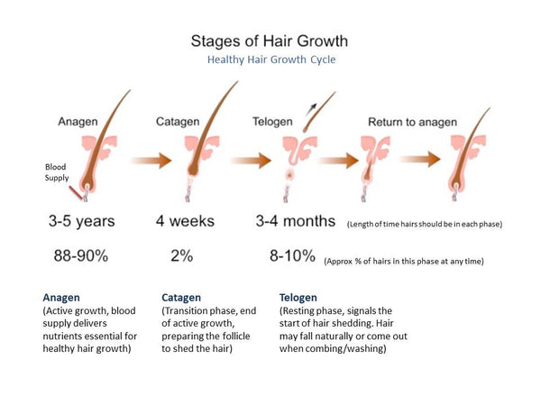 Hair growth cycle