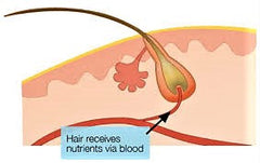 nutrients for hair growth . blood supply to hair follicle. hair growth supplements. My Hair Secret