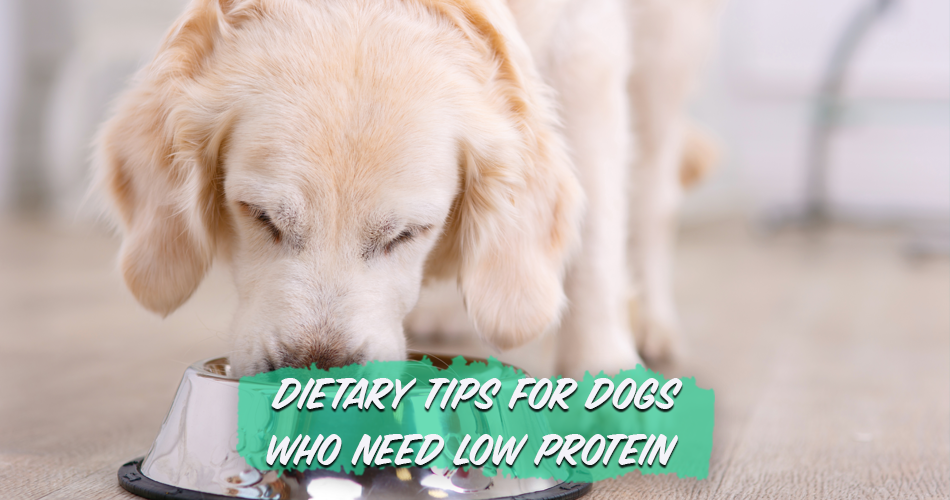 low protein diet for dogs