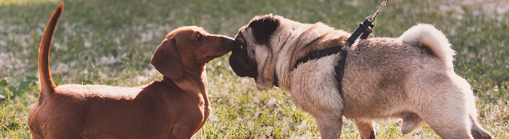 what do you do if an off leash dog approaches wag