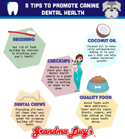 5 tips to promote canine dental health