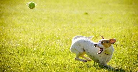 dog playing in backyard