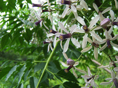 neem tree