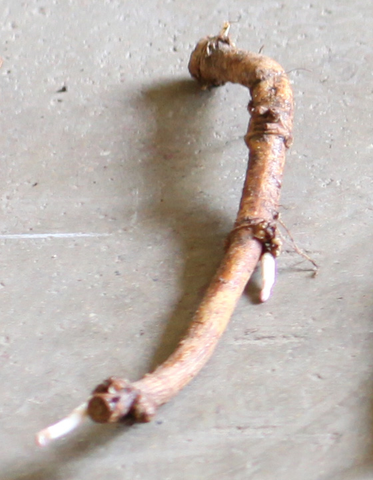 Rhizome - Columbus
