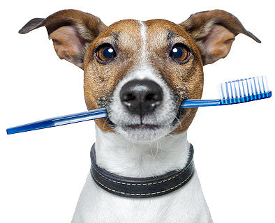 Dog Grooming Services