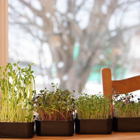 Simple, convenient, beautiful microgreen grow kits