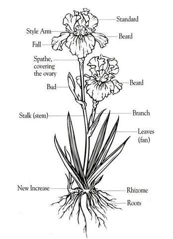 Anatomy of an iris