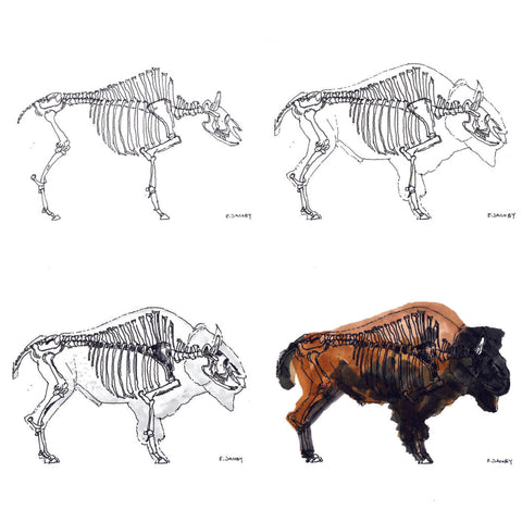 Bison skeleton and form analysis sketches by Eric Jacoby