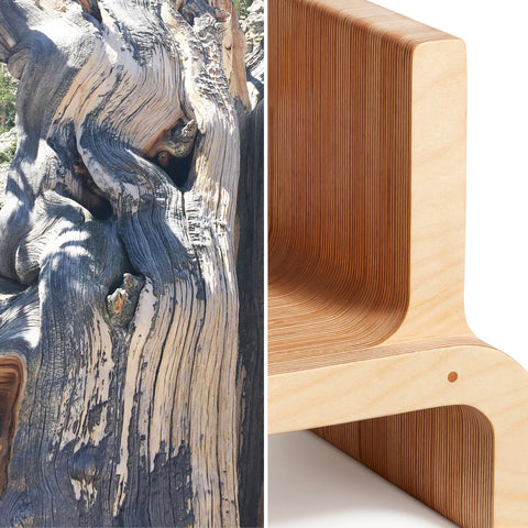 bristlecone tree texture and children's stool 