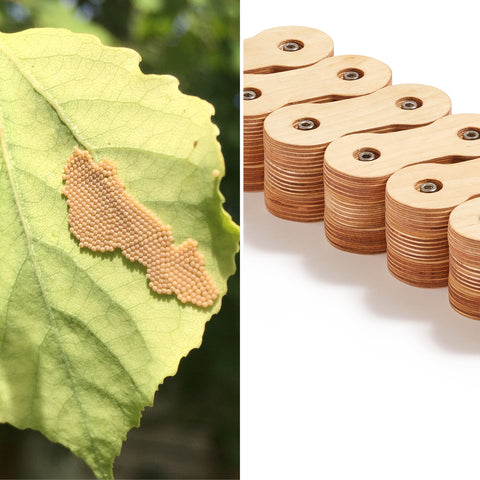 insect eggs and coiled sculptural snake