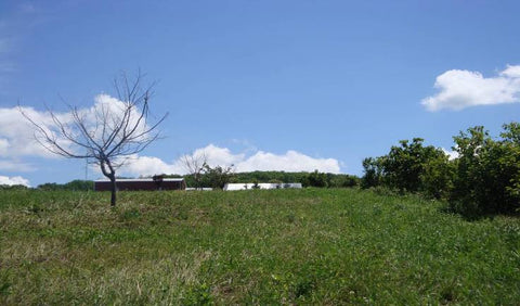 Eastern Filbert Blight (EFB) dead and heathly hazel trees