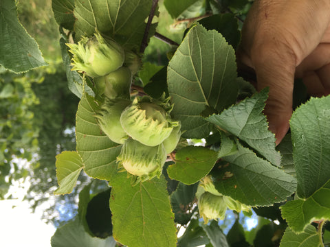 Hazel tree mid-summer with jumbo sized hazelnuts at Z's Nutty Ridge