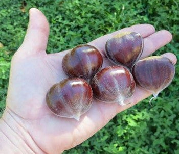 Zzego chestnuts relative to a human hand