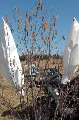 Hazel pollination bags for controlled breeding of hazels