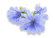 Chicory Kasani