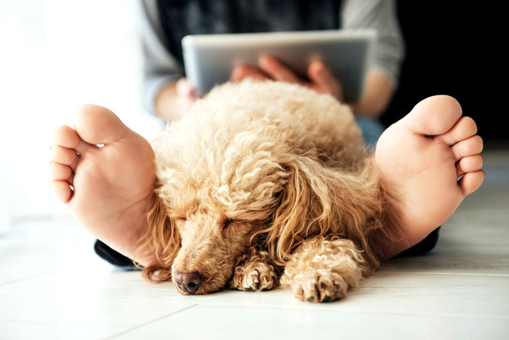 What Does It Mean When Your Dog Sits On Your Feet? PeppyPaws