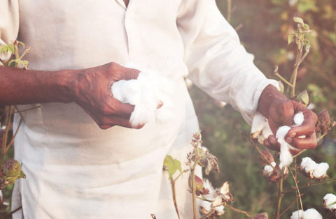 Whilst much of the world's cotton is machine harvested, especially in the USA, Egypt has remained firmly devoted to delicate hand-picking. Photo and quote credit: Cotton Egypt Association