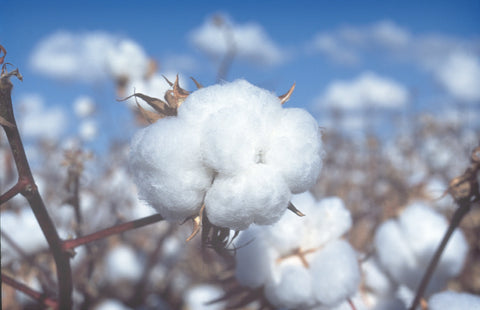 A cotton boll, which amazingly contains roughly 20,000 fibers attached to each seed.