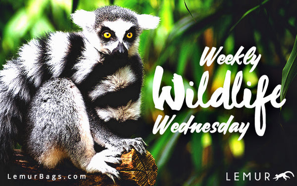 Lemur Bags - Weekly Wildlife Wednesday