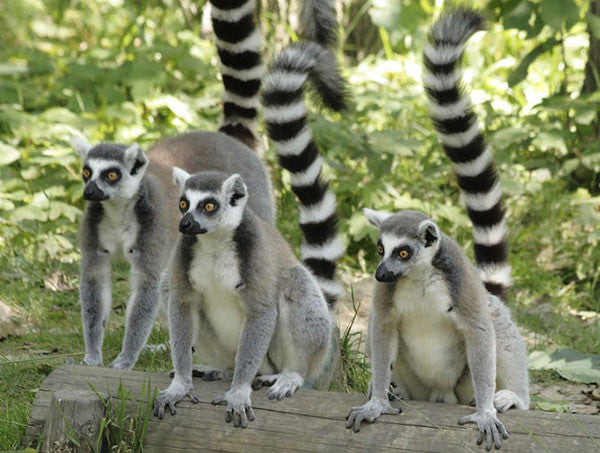 Lemurs loving life