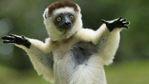 Whoa! Lemur