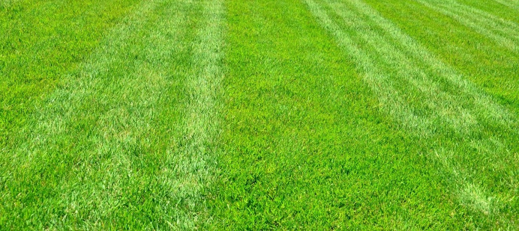 How to Know If You Are Getting the Best Turf Buy
