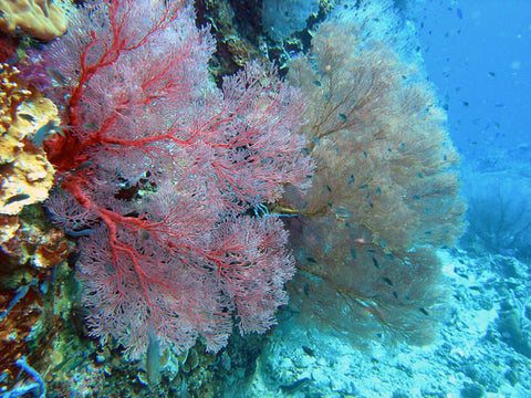 fan coral