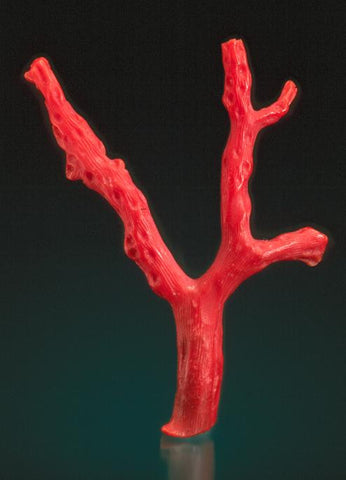 red coral