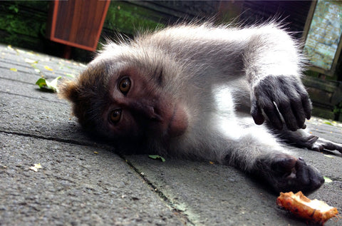 ubud monkey forest