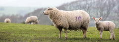 Woolly sheep