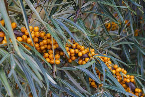 sea buckthorn berries