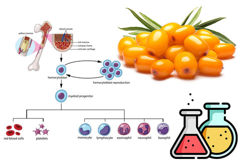 An exciting new study has shown that sea buckthorn extract had a positive effect on stem cell activity in the human body. Intrigued by the antioxidant rich properties of sea buckthorn berry, researchers wanted to see how it could affect various types of stem cells. Since human research has so far been limited, this could be important for understanding how sea buckthorn works in the body.