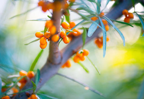 Our sea buckthorn is grown sustainably