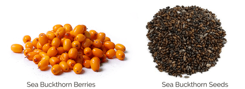 What is Sea Buckthorn?
