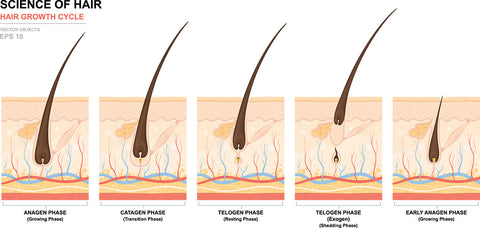 Another study looked at scalp health and the way antioxidants affected hair growth. A large amount of oxidative stress was bad for hair follicles. The healthy life cycle of hair follicle depends on nutrition. Antioxidants could help keep hair healthy on a cellular level.