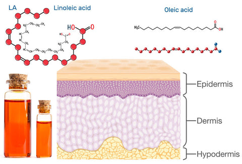 Oleic acid and Linoleic acid are important for skin health. Luckily, they come in their most balanced form in sea buckthorn oil, an oil that's non-comedogenic, and perfect for acne prone skin.