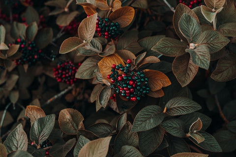 Darker Berries have Anthocyanins 