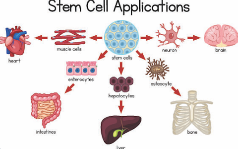 Can Sea Buckthorn Extract Activate Stem Cell Activity in the Human Body?