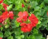 geranium