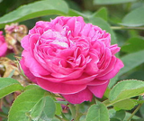 damask rose