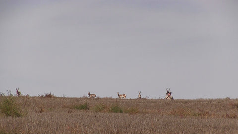 how to decoy antelope into bow range