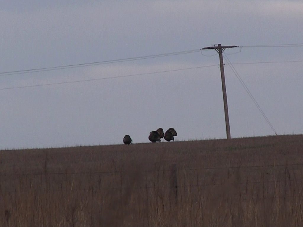 jake turkeys strutting on a hill