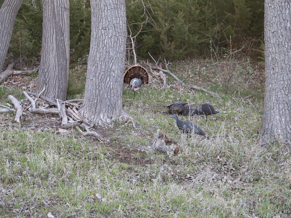 heads up decoy in a turkey hunting spread