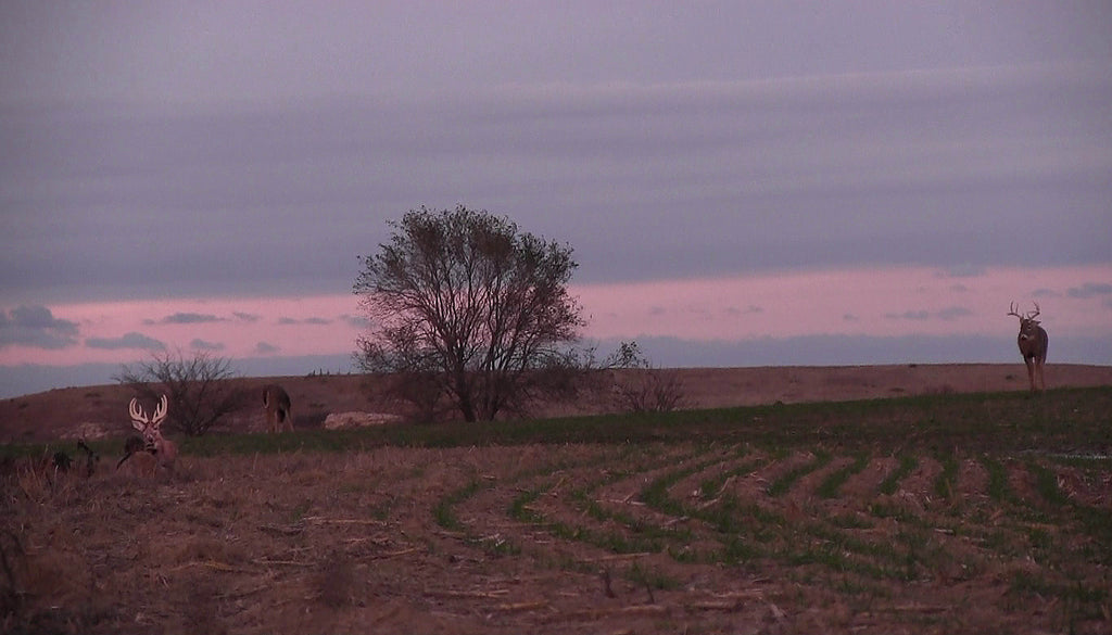 Whitetail buck Charging decoy