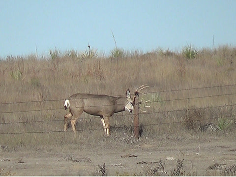 mule deer rubbing antlers on fence post
