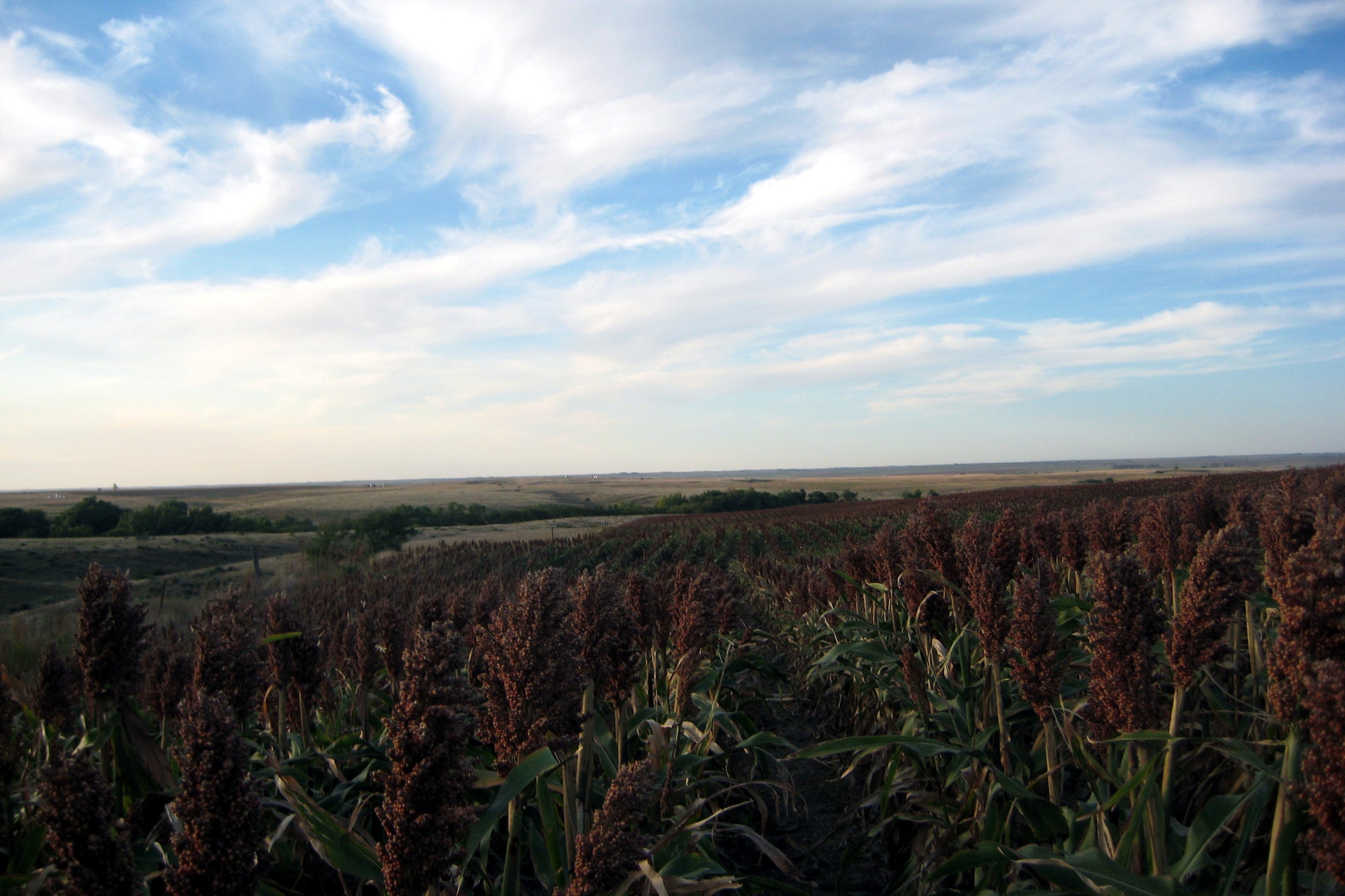 Bowhunting standing crops