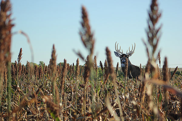 using decoys for bowhunting deer