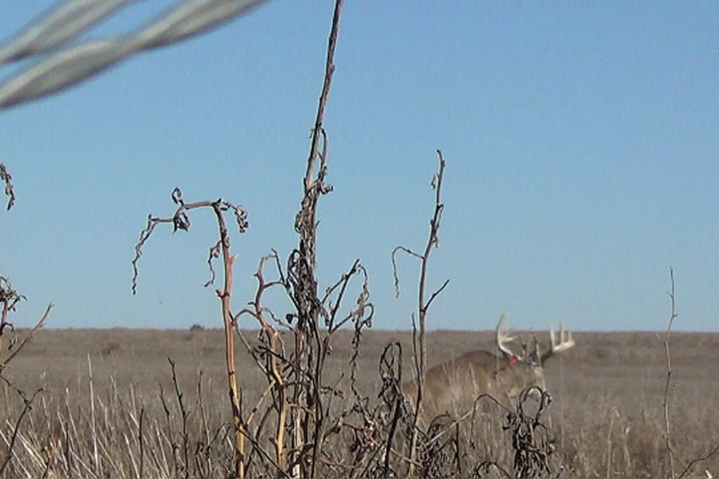 bowhunting whitetail from the ground